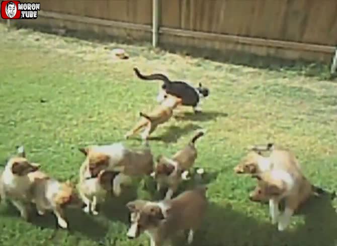 Video :Dog and cat relationships in a unique compilation